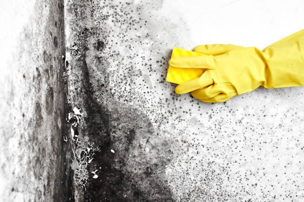 Best Mold Removal Near Me  in Lowell, MI