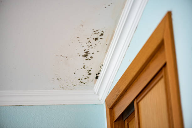 Best Fast Mold Removal  in Lowell, MI