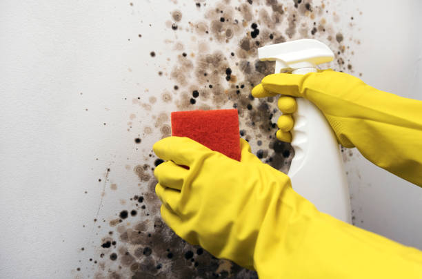 Best Mold Remediation  in Lowell, MI