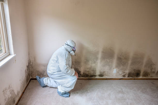 Best Office Mold Removal Services  in Lowell, MI