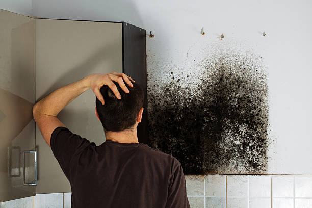 Best Mold Remediation  in Lowell, MI