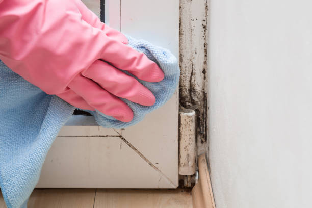 Professional Mold Removal in Lowell, MI